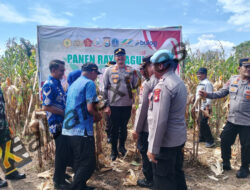 Kapolres Gowa Pimpin Panen Raya Jagung di Kecamatan Bajeng